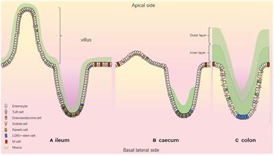 Cross-Talk Between the Intestinal Epithelium and Salmonella Typhimurium